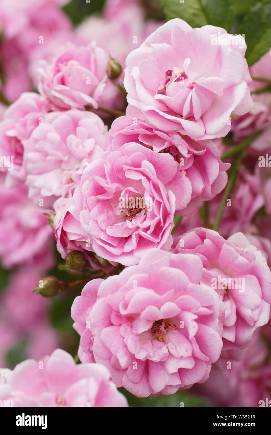 Rosa 'Super Fee'. Blossom Cluster der Reichblühend super Fairy 'rambling Rose Stockfoto