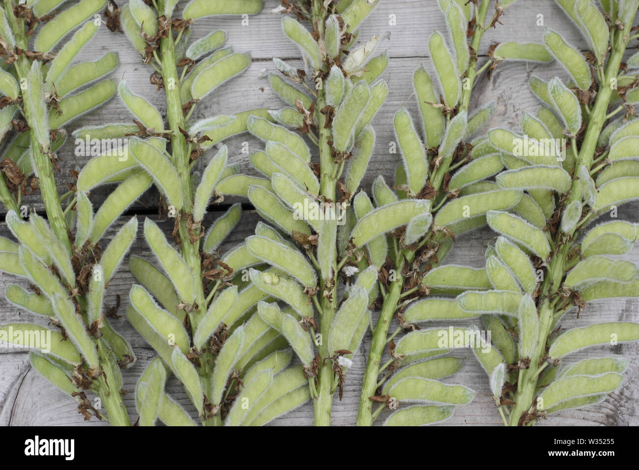 Lupinus. Haupt-steuerschieber von Lupine Blütenstände auf Holztisch - Juli, Großbritannien Stockfoto