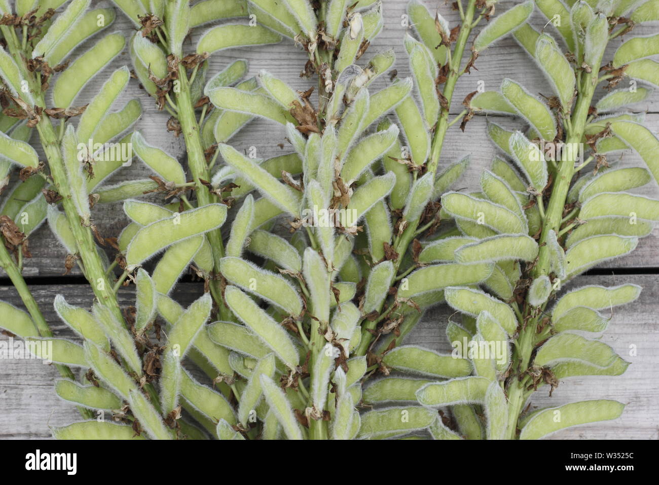 Lupinus. Haupt-steuerschieber von Lupine Blütenstände auf Holztisch - Juli, Großbritannien Stockfoto