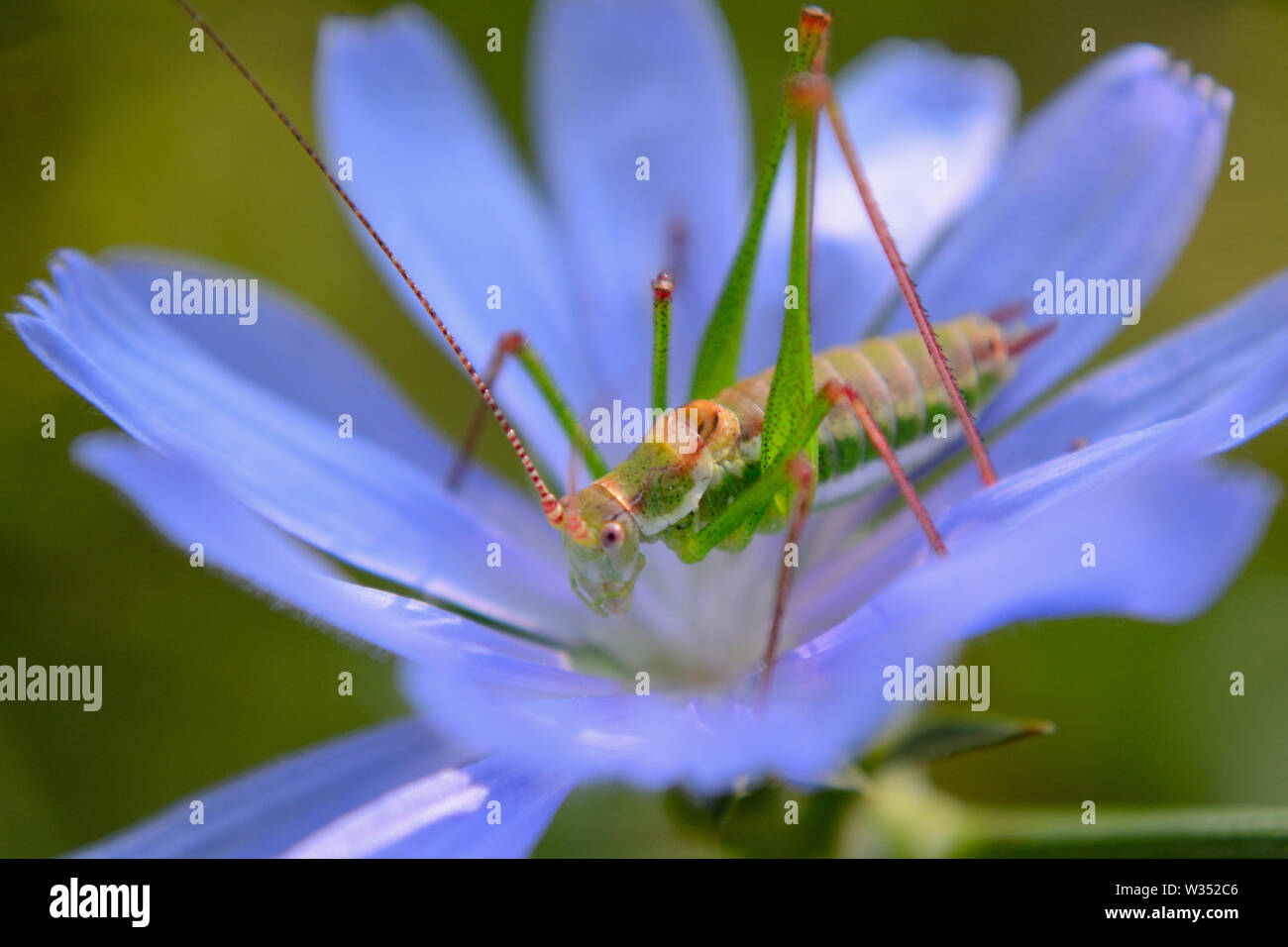 Nahaufnahme von gesprenkelten Busch - Kricket auf chicorée Blume Stockfoto
