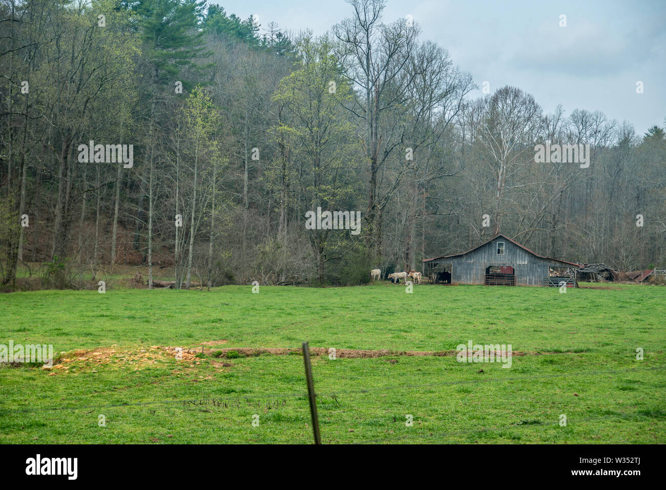 Kühe auf einer Weide stehen in einer kleinen Scheune auf einem Bauernhof in den Bergen im Norden von Georgia auf einer frühen Frühling Stockfoto