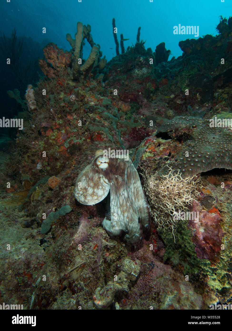 Gemeinsame octopus Octopus vulgaris Jagd auf Coral Reef Stockfoto