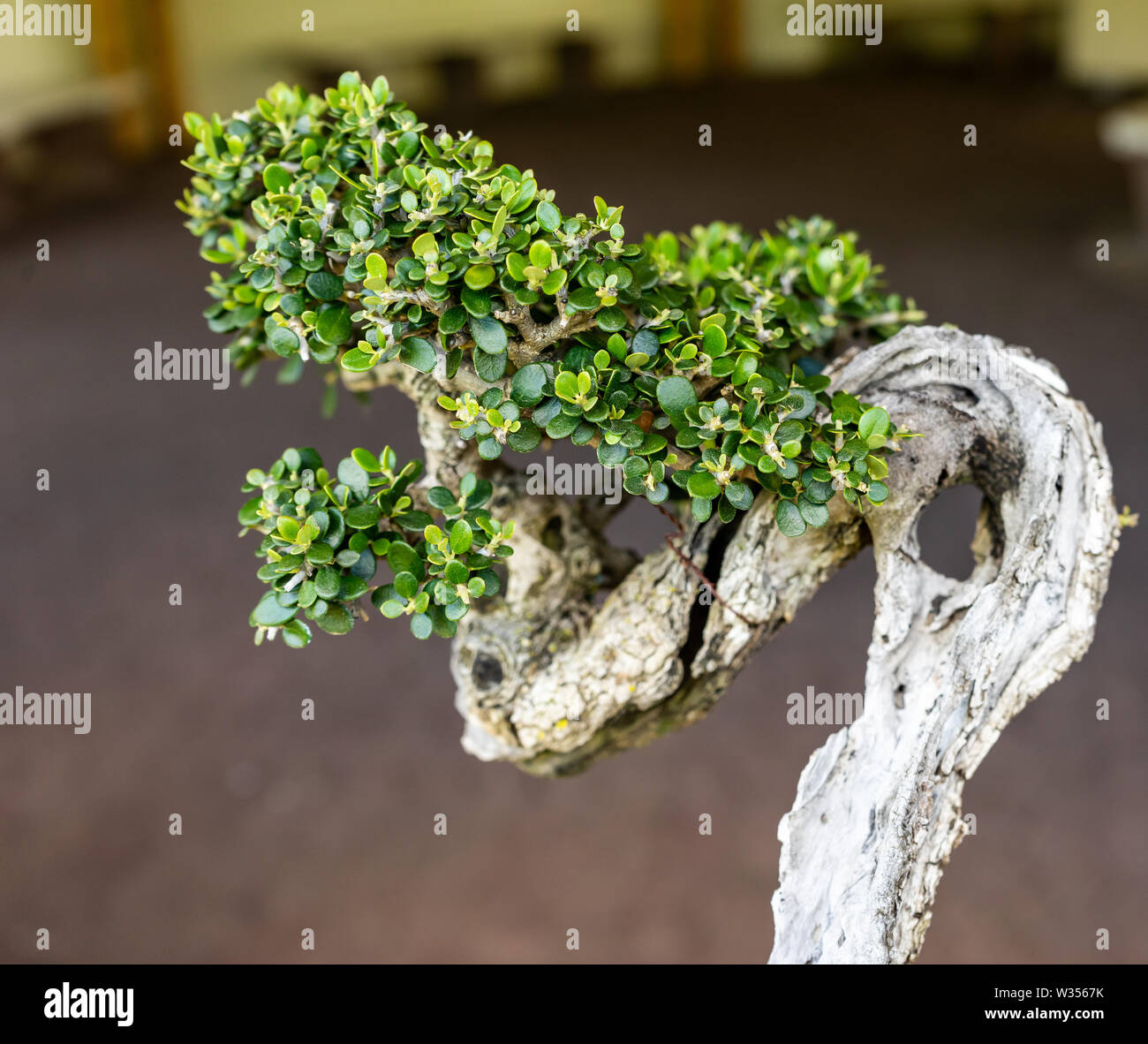 Kleine japanische Bonsai Baum mit einem Alter von 30 Jahren