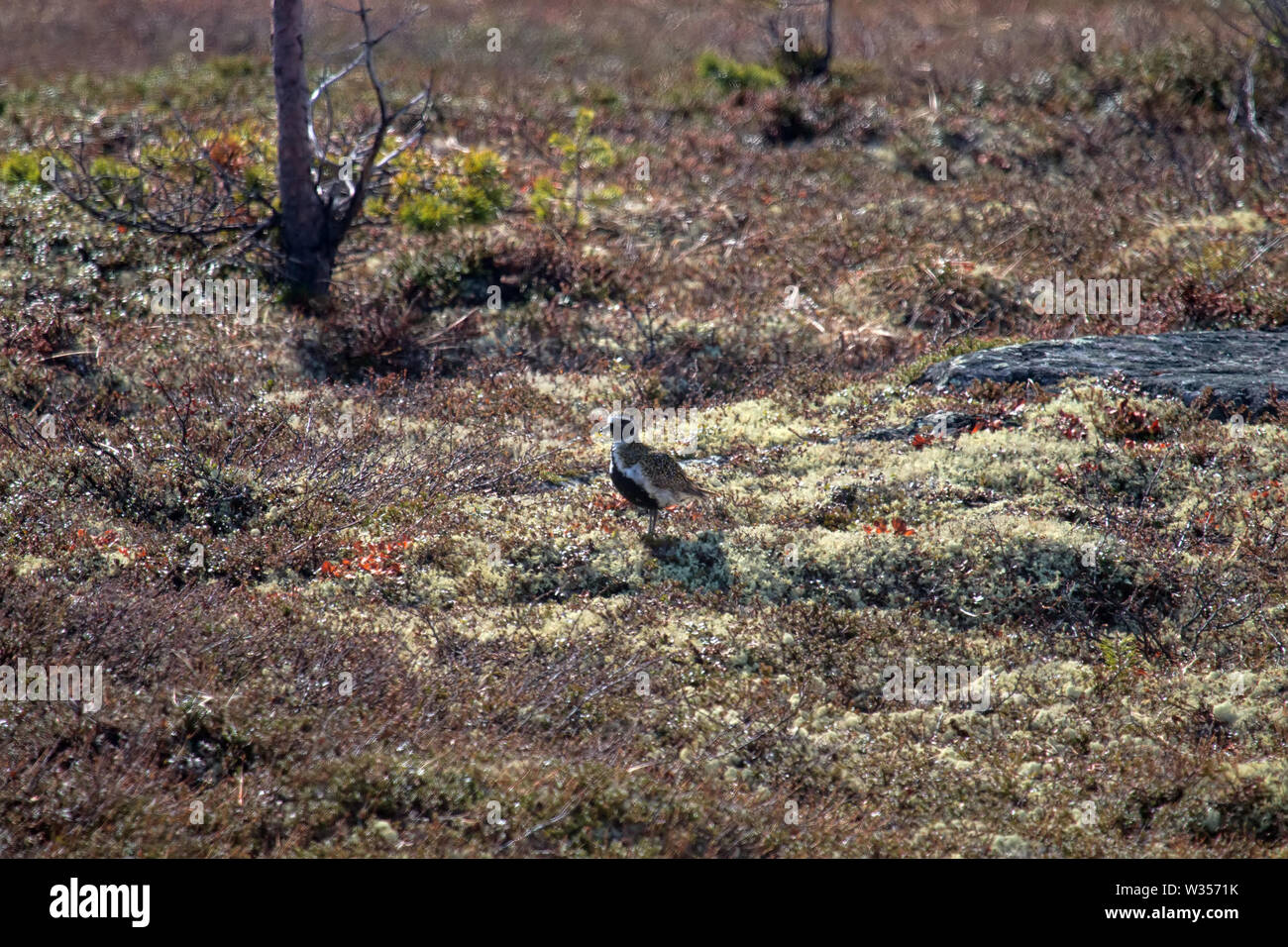 Sicht auf die Berge Tundra in Lappland (Skandinavien). Typische Pflanze - Rentierflechte, Zwerg Birke und crowberry, typische Vogel - der Goldregenpfeifer Stockfoto