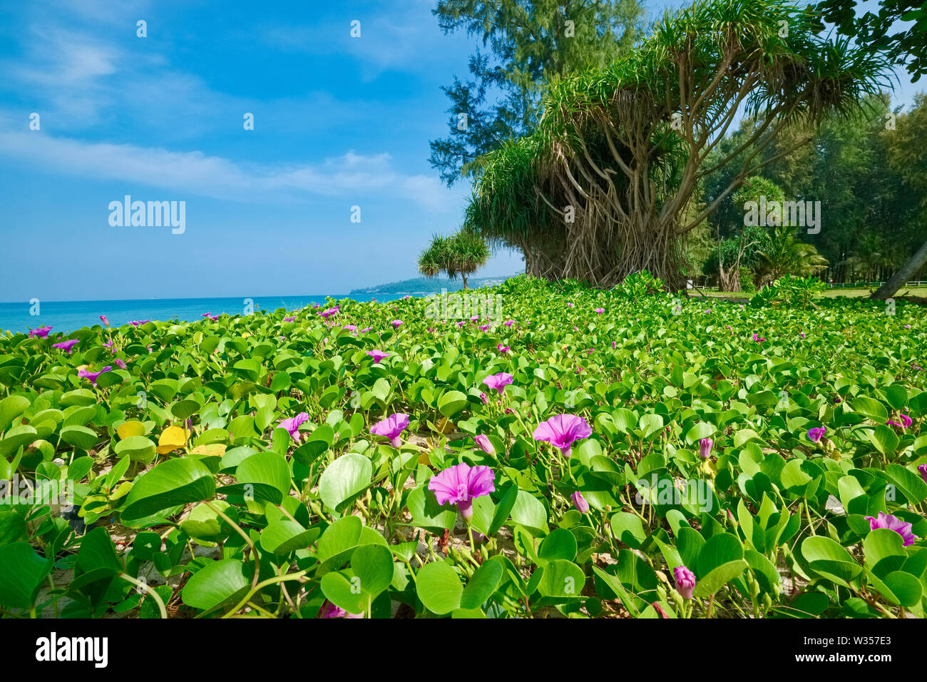 Ein Abschnitt der Bang Tao Beach, Phuket, Thailand, im Beach Morning Glory Fuß (der Ziege; Ipomoea pes-caprae), ein Weinstock mit lila Blüten Stockfoto