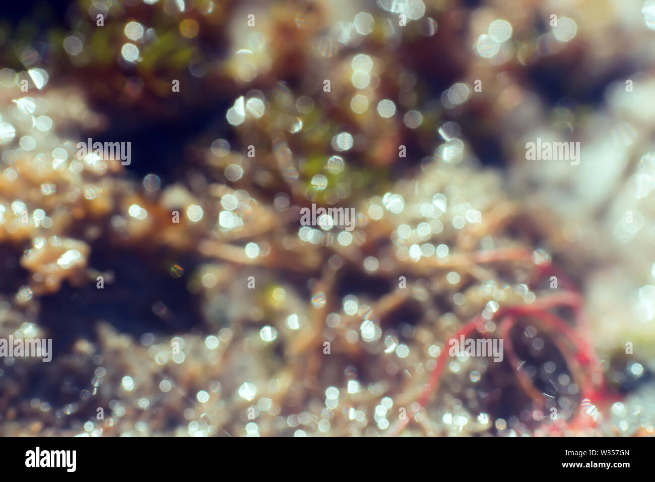 Verwischt. Moss in Zoom, die Sie nicht in einer bergigen Gegend der arktischen Tundra gesehen haben. Stockfoto