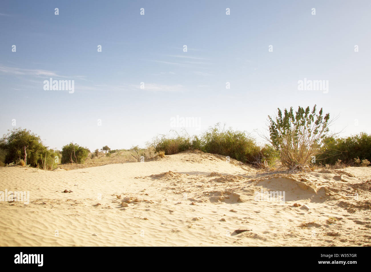 Wüste Thar Gebiet in der Nähe der Oase mit Strauch Vegetation: Akazie, Apple Sodom (von vorne) stachelige Büsche - xerophytes Stockfoto