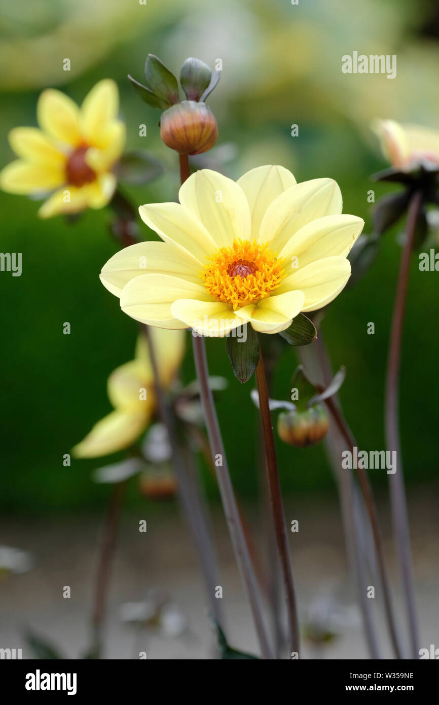 In der Nähe von Primrose - gelb Dahlia's ummertime' Blumen. Stockfoto