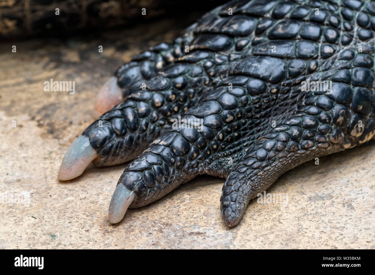 American alligator/Gator/gemeinsame Alligator (Alligator mississippiensis) close-up der Fuß zeigt Krallen und scutes Stockfoto