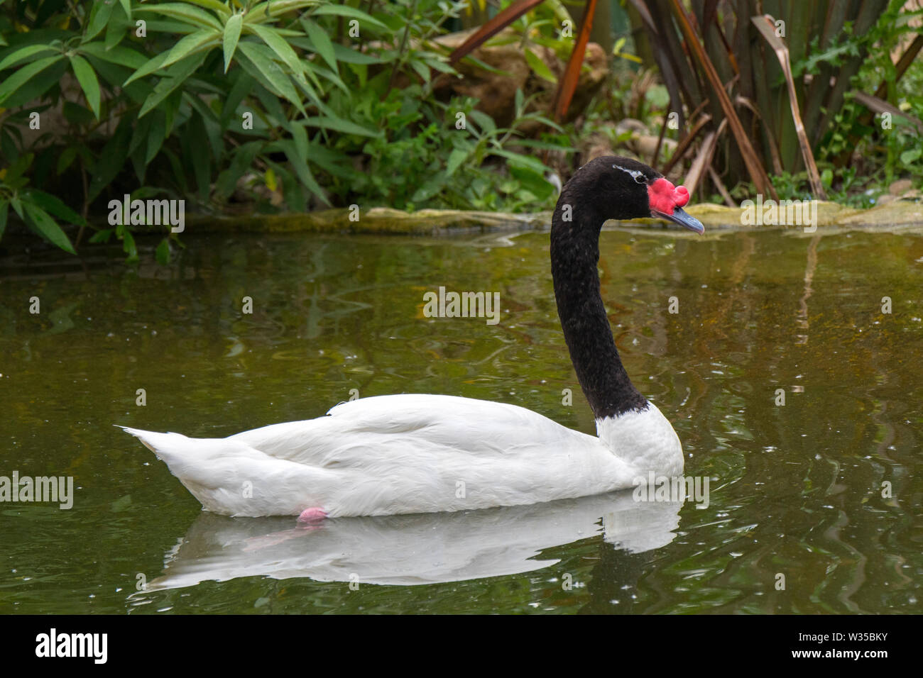 Black-necked Schwan (Cygnus melancoryphus) Schwimmen im Teich, der größten Wasservögel aus Südamerika Stockfoto