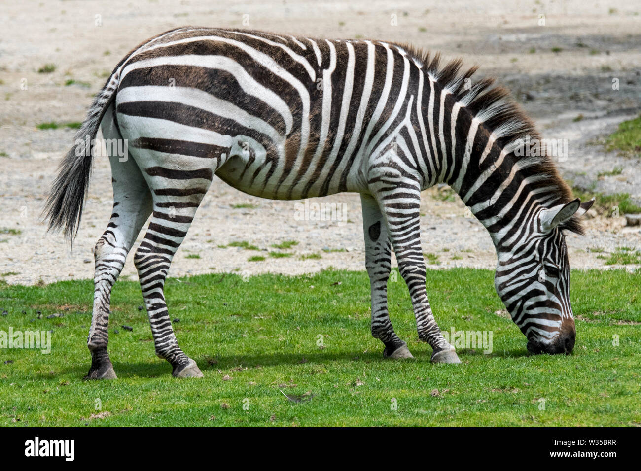 Grant's Zebras (Equus quagga boehmi/Equus quagga zambeziensis) Weide Gras Stockfoto