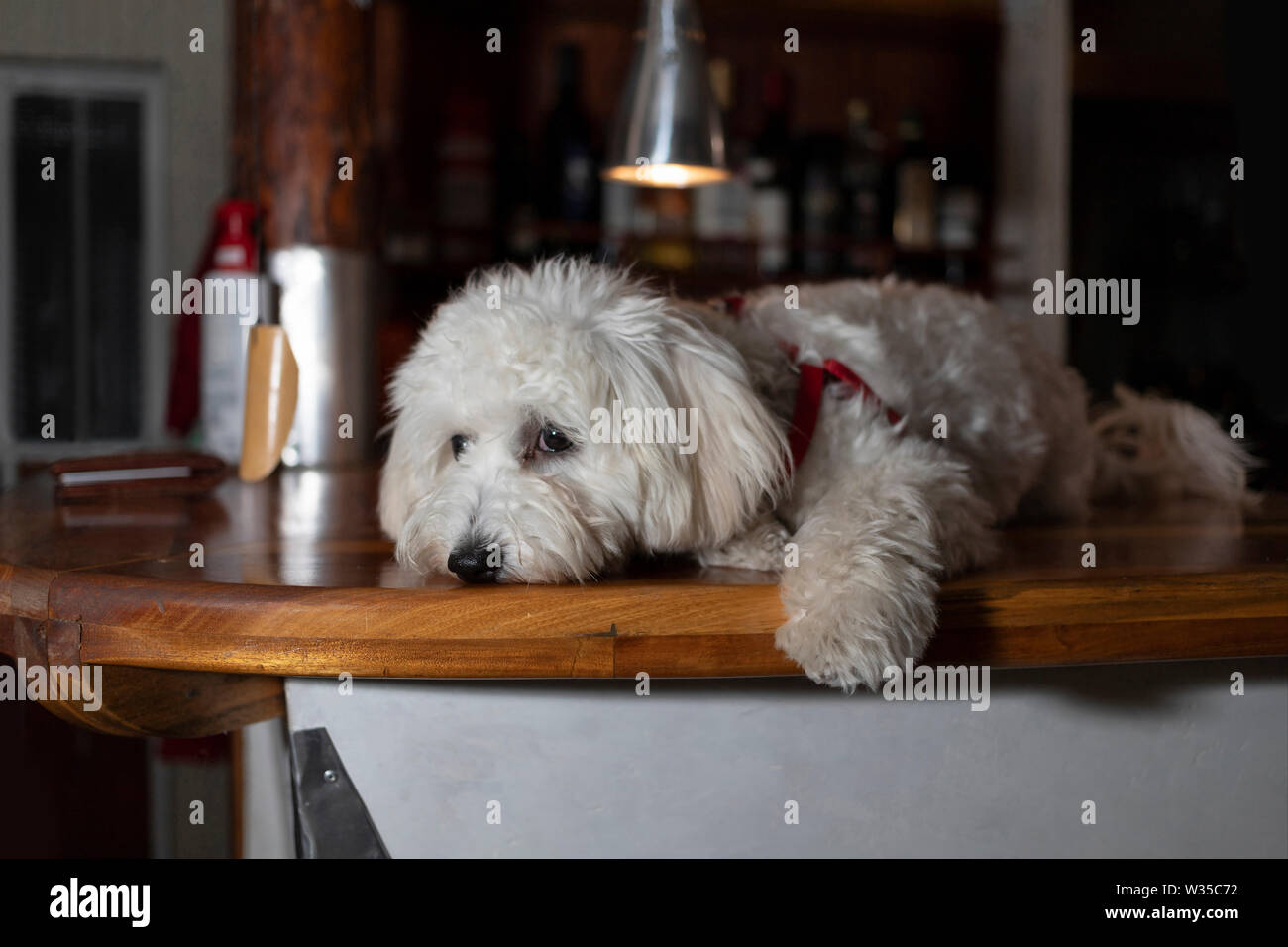 Nanja, Bichon Bologneser doggy, liegend auf einem hölzernen Tresen  Stockfotografie - Alamy