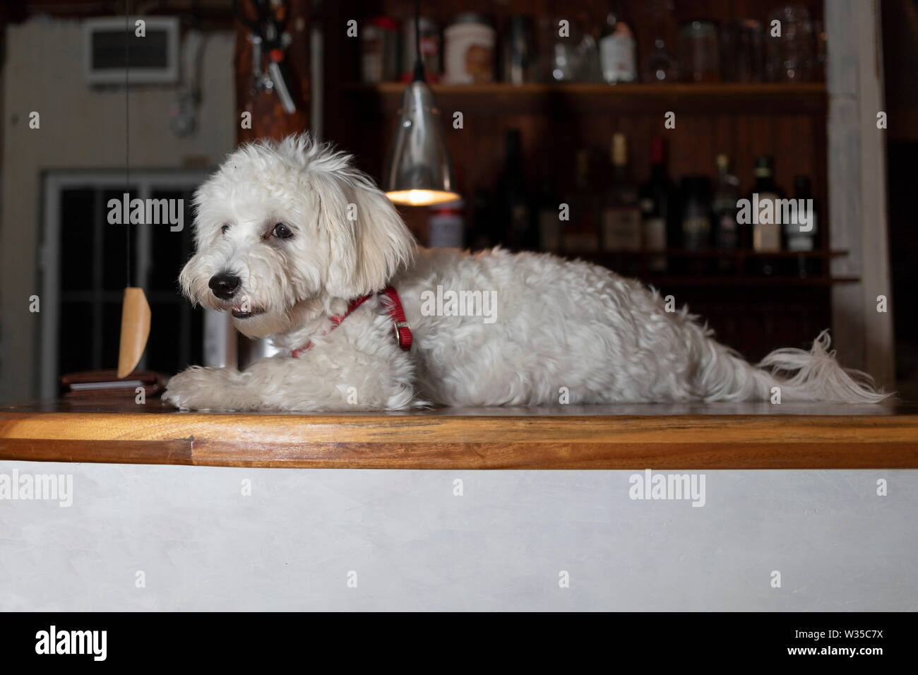 Nanja, Bichon Bologneser doggy, liegend auf einem hölzernen Tresen  Stockfotografie - Alamy