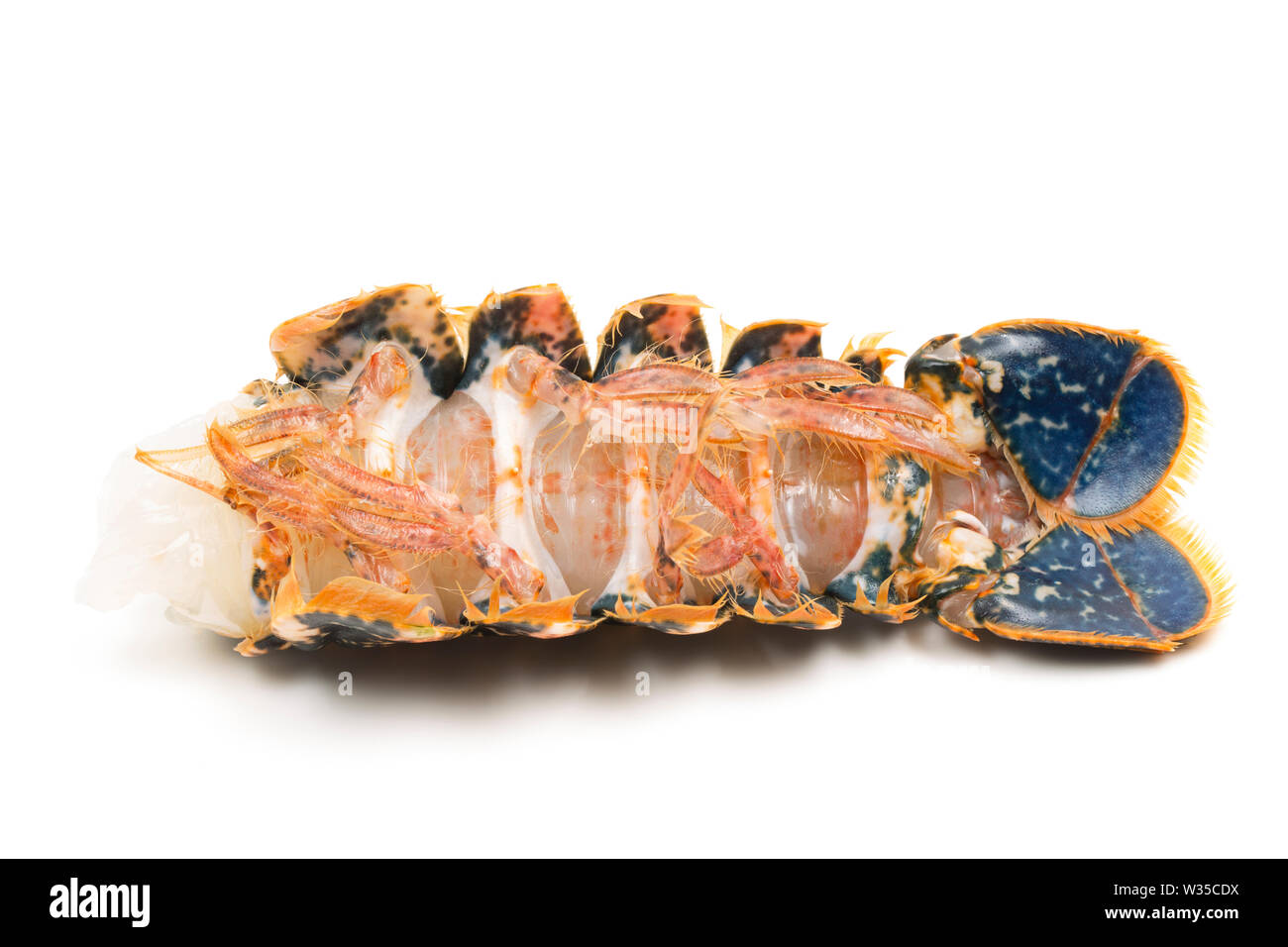 Eine einzelne, roh Hummerschwanz aus einem Hummer Homarus gammarus, dass in einem Lobster Pot im Ärmelkanal gefangen wurde. Es wird gegrillt werden und Form Stockfoto