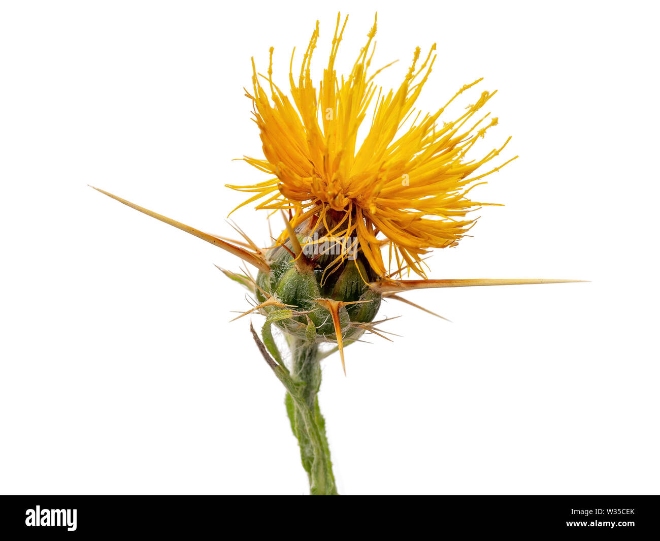 Centaurea solstitialis, gelbe Stern - Distel, Mittelmeer heimisch. Aka golden starthistle, Gelb cockspur oder von St Barnaby Thistle. Studio isoliert. Stockfoto