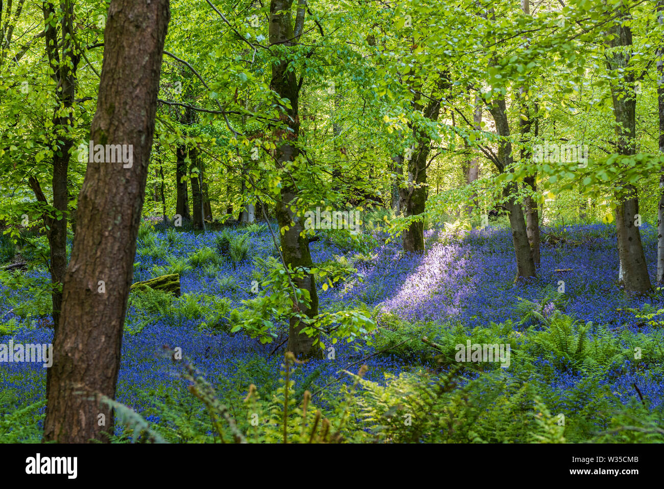 Teppich der bluebells unter Buche mit einer Welle von Sonnenlicht durch den Rahmen, Landschaft Stockfoto