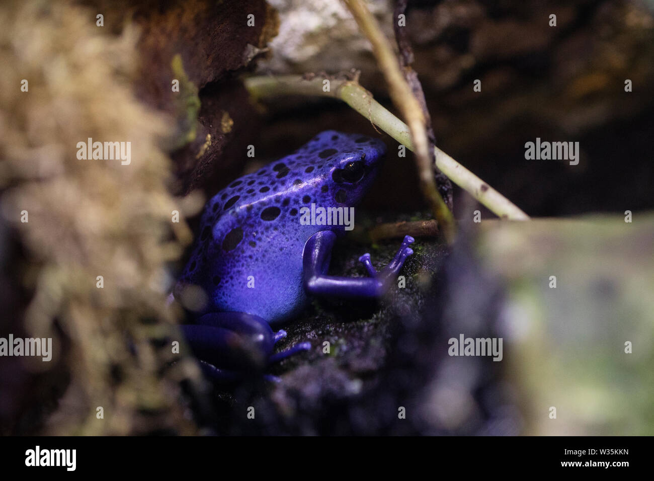 Dendrobates tinctorius "Azureus" oder Blue Poison dart Frog, beheimatet in Zentral- und Südamerika. Stockfoto