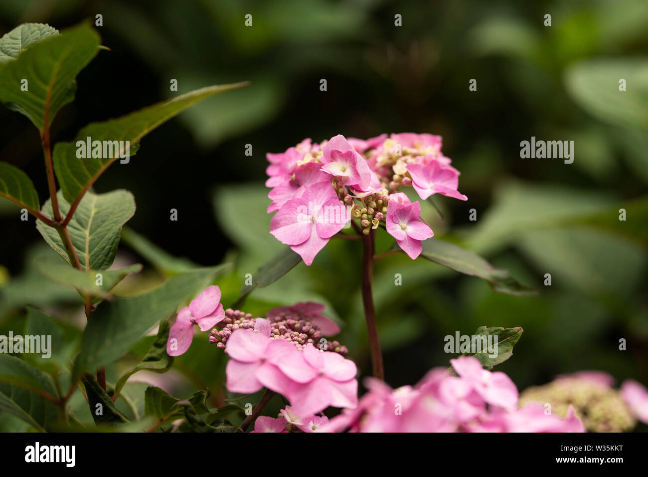 Ein rosa Hortensie (Hydrangea macrophylla) in der Vielfalt Endless Summer Twist n Shout. Stockfoto