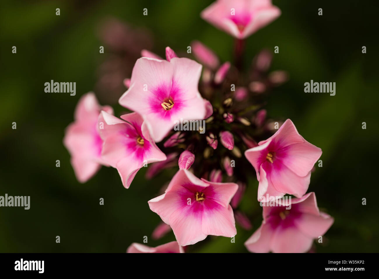 Phlox paniculata, in der Vielfalt die hellen Augen, blühen mit ihren rosa Blüten im Sommer. Stockfoto