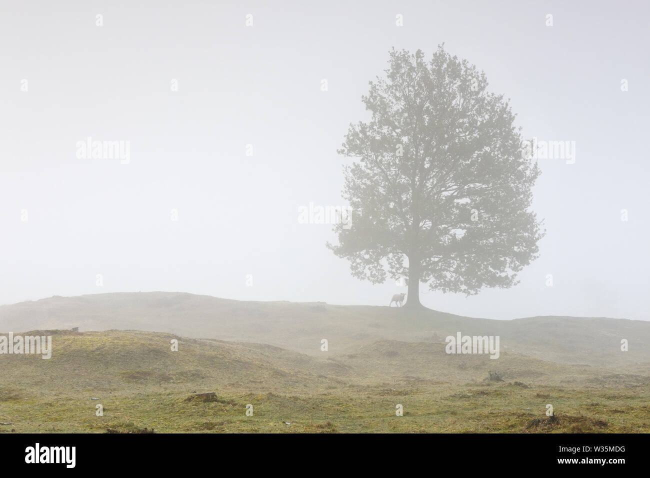 Schafe unter der großen Eiche im dichten Nebel, Holland Stockfoto