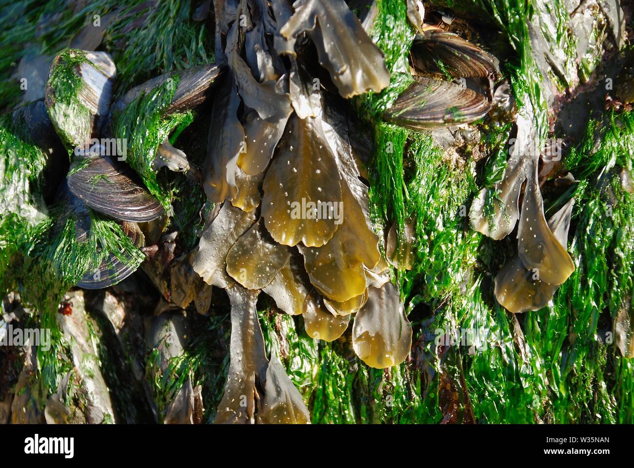 Algen und Muscheln bei Ebbe ausgesetzt Stockfoto