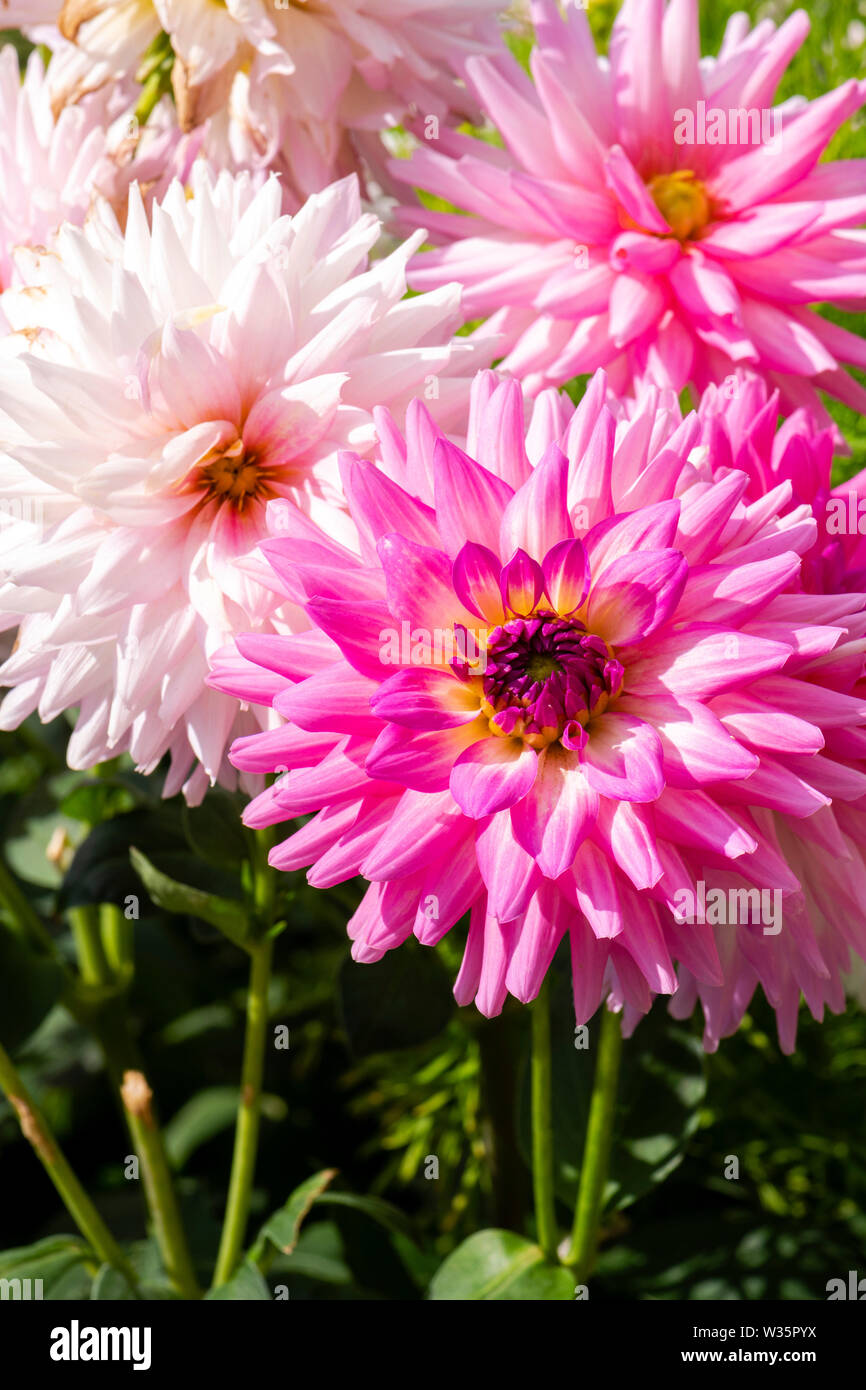 Drei Dahlie 'Maxi' rosa Blüten, die nach und nach zu White fade, wie Sie altern, in einer britischen Garten. Stockfoto