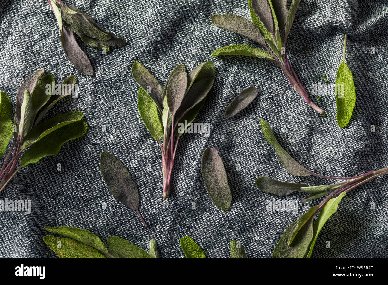 Raw Organic Purple Sage in einem Bündel Stockfoto