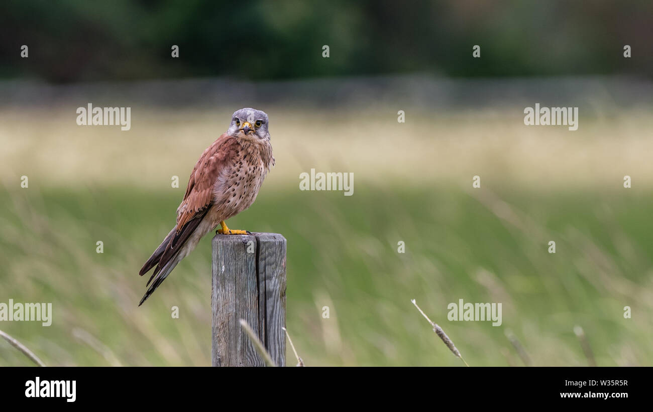 Die männlichen Kestrel auf seine Uhr auf eine neue Mahlzeit für die Nestlinge mit einem schönen defokussierten Feld im Hintergrund fangen Stockfoto