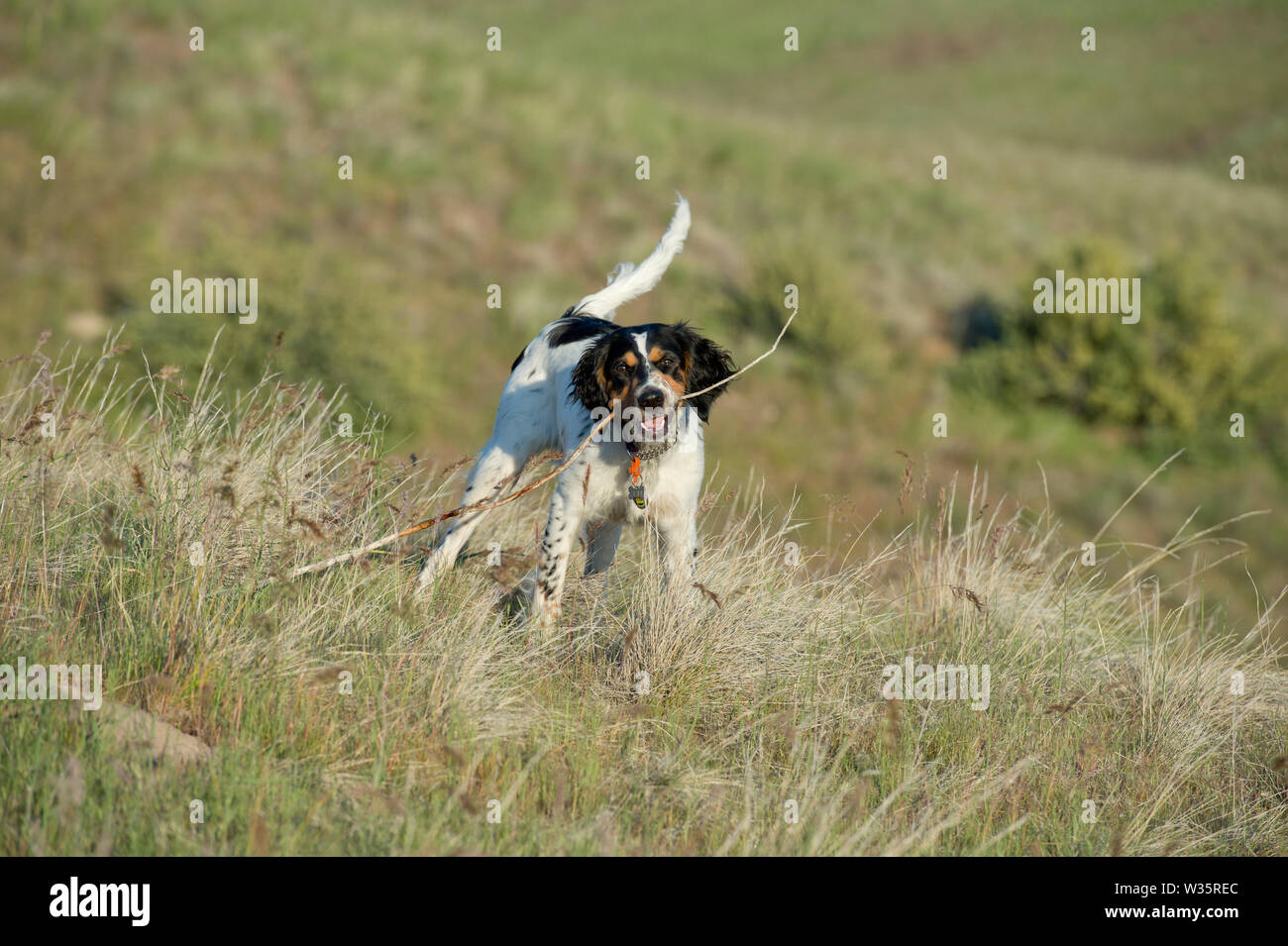 Sechs Monate alten English Setter spielen mit Stick Stockfoto