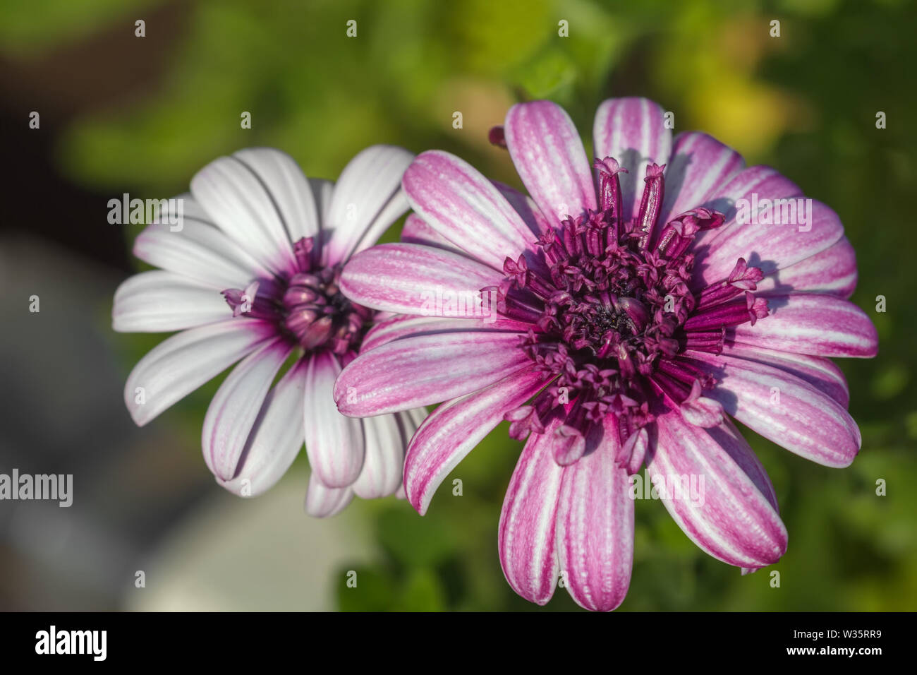 Lila osteospermum Blumen. Floral background. Stockfoto