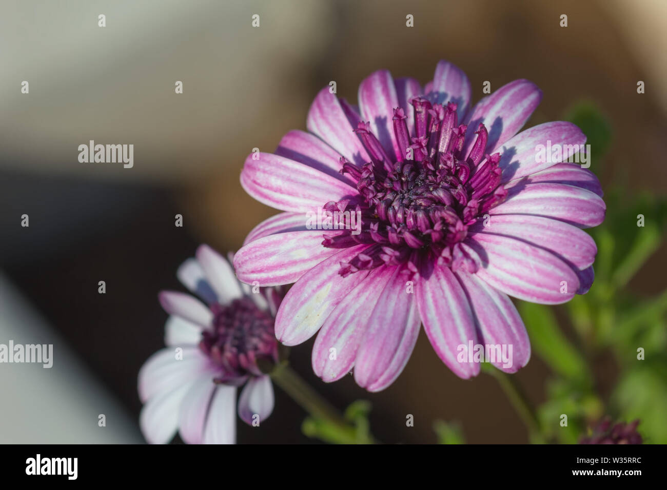 Lila osteospermum Blumen. Floral background. Stockfoto