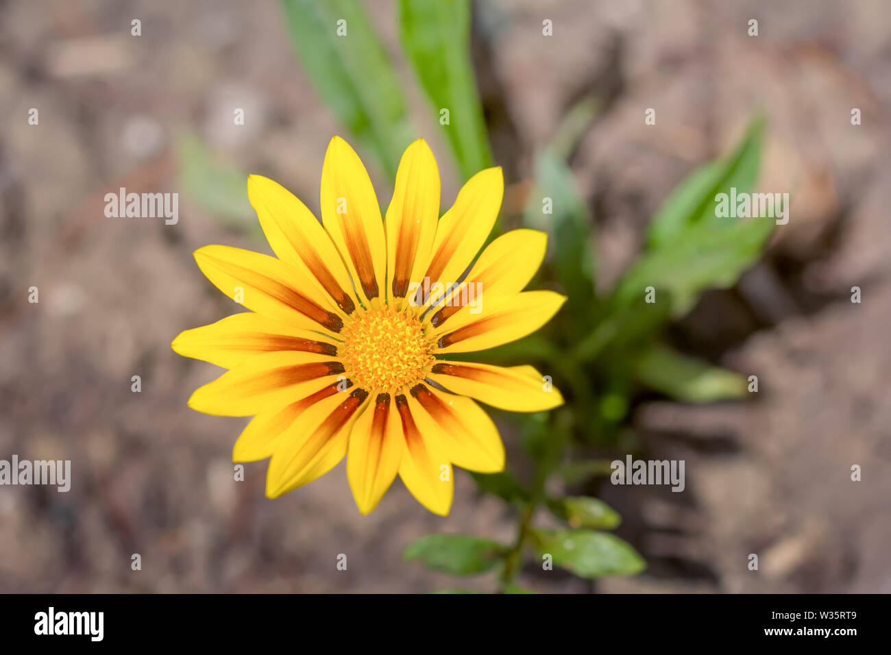 Gelbe Gazania oder Schatz Blume in voller Blüte. Stockfoto