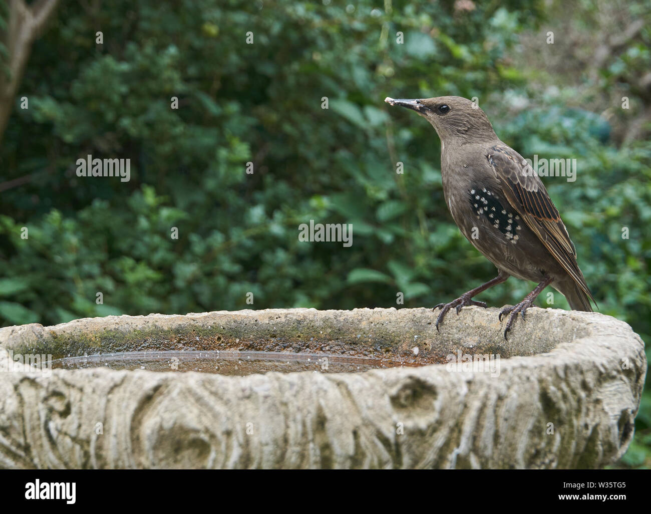 Starling Sturnus vulgaris auf vogelbad. Britische Inseln Stockfoto