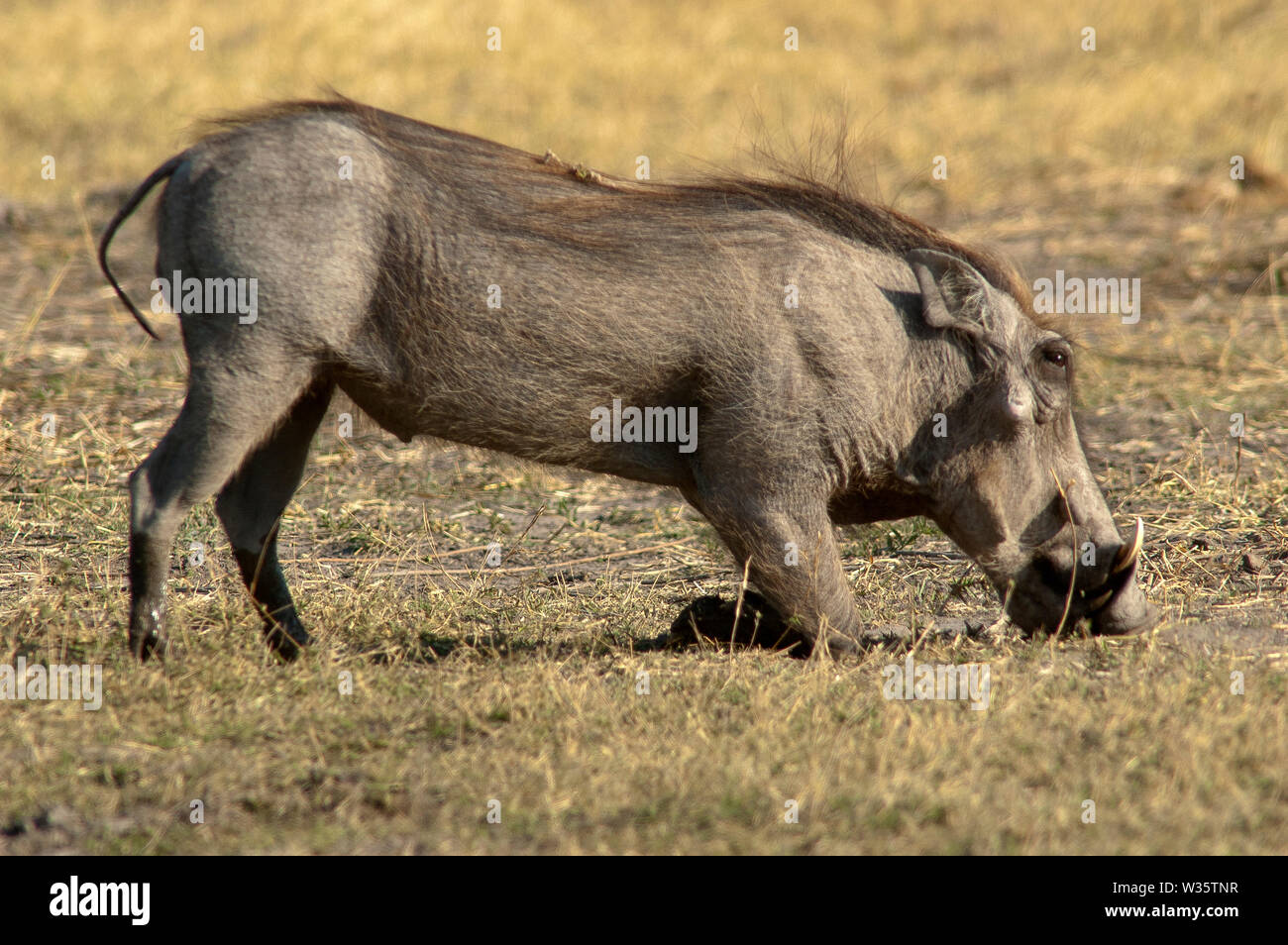 Warzenschwein auf Deception Valley, Central Kalahari Nationalpark, Botswana Stockfoto