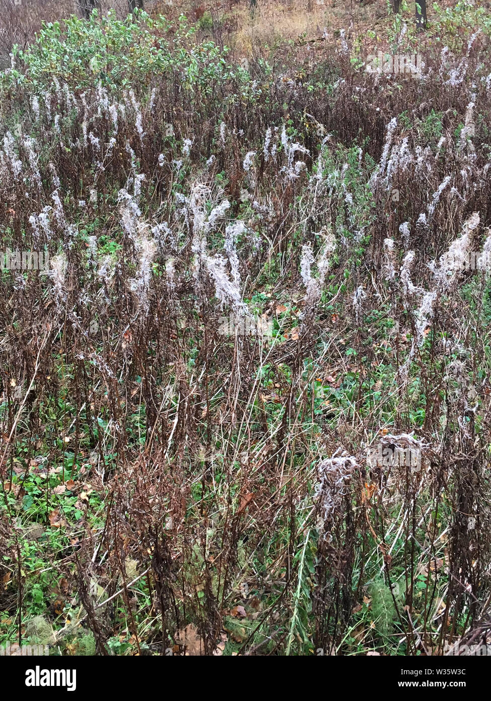 Herbst Wiese. Waldlichtung. Herbst Natur. Trübes Wetter. Hohes Gras, grüne Pflanzen in einem natürlichen Park mit Bäumen und gelbe Laub getrocknet, Braun st Stockfoto