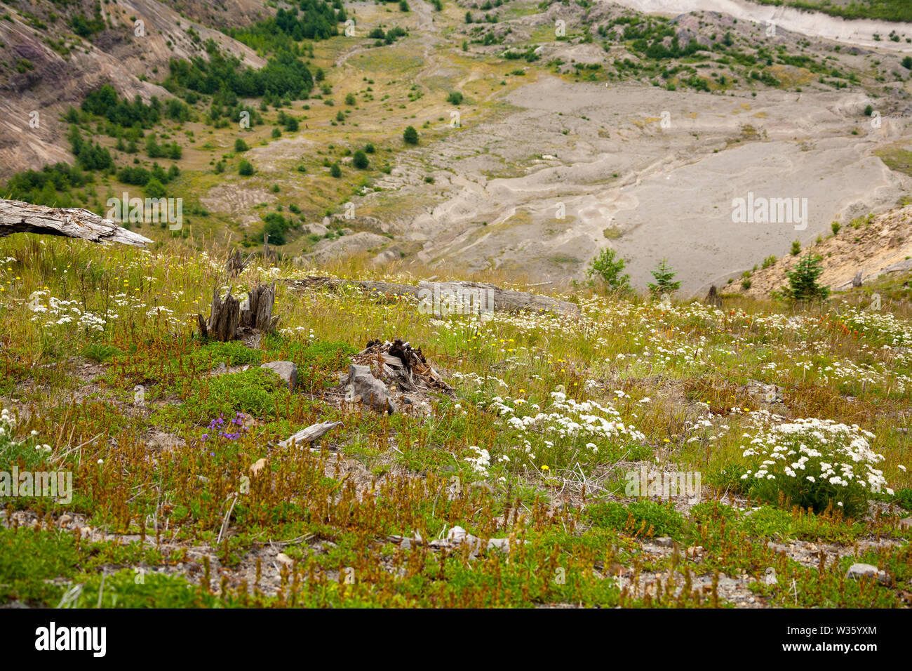 Mt St. Helen ist ein perfektes Beispiel dafür, wie gut Natur tut, ohne die Menschheit einzugreifen, jede Richtung, jede Hilfe, Heilung tritt auf und wird völlig. Stockfoto