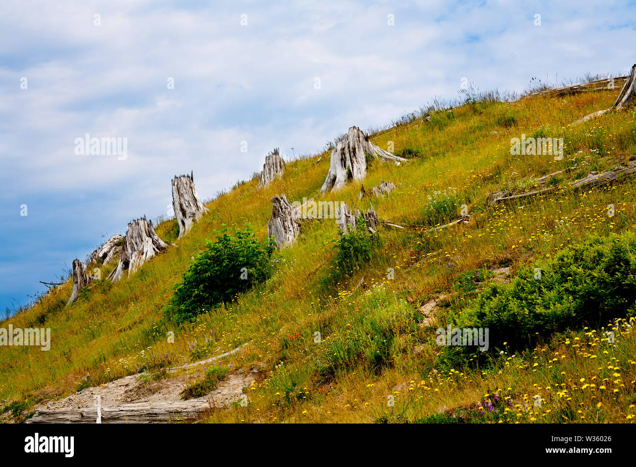 Mt St. Helen ist ein perfektes Beispiel dafür, wie gut Natur tut, ohne die Menschheit einzugreifen, jede Richtung, jede Hilfe, Heilung tritt auf und wird völlig. Stockfoto