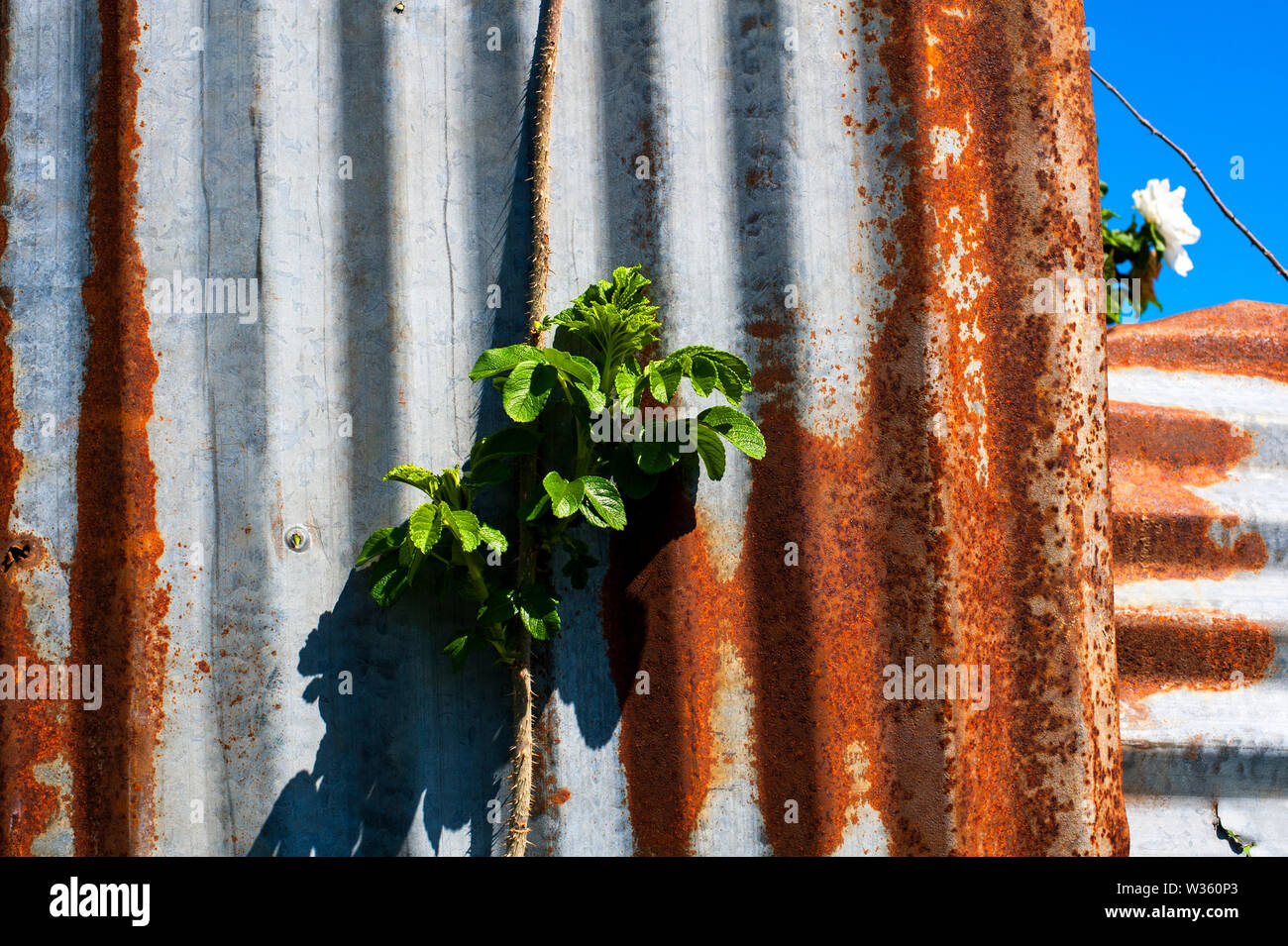 Rostige Wellblech Metall mit blauem Himmel, Pflanzen und Blumen Stockfoto