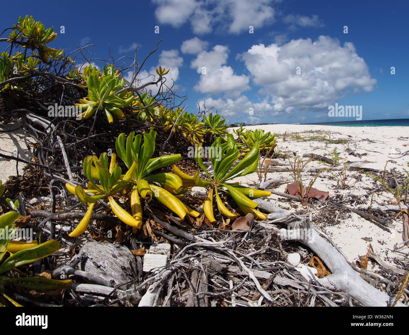 Meer Gräser, Strand und Treibholz an der Flut mark, Shoal Bay East, Anguilla, BWI. Stockfoto