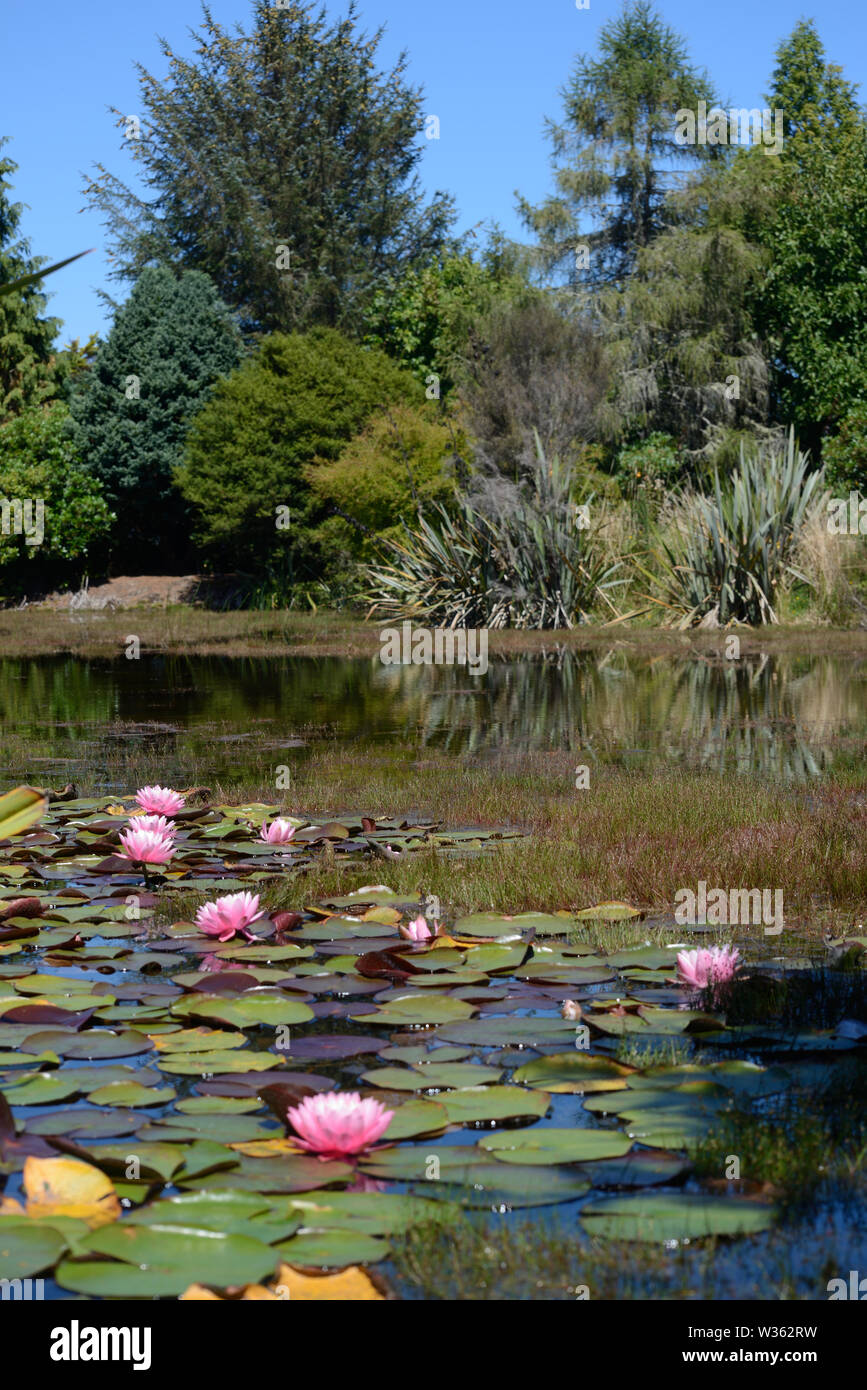 Landschaft von Wasserlilien wachsen auf einem Teich Stockfoto