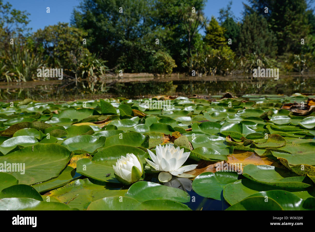 Landschaft von Wasserlilien wachsen auf einem Teich Stockfoto