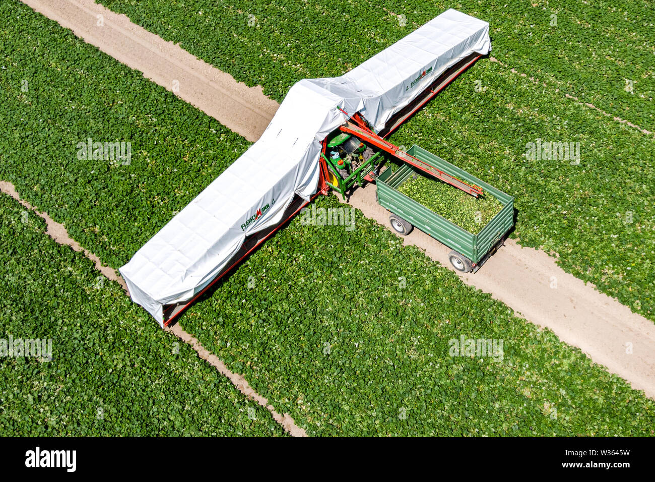 Ettling, Deutschland. 14 Sep, 2017. Eine so genannte "Gurke Pilot' Mit auslaendischen Helfern Laufwerke auf einem Feld (Luftbild mit Drone). In Niederbayern, die Gurke Ernte ist derzeit in vollem Gange. Foto: Armin Weigel/dpa/Alamy leben Nachrichten Stockfoto