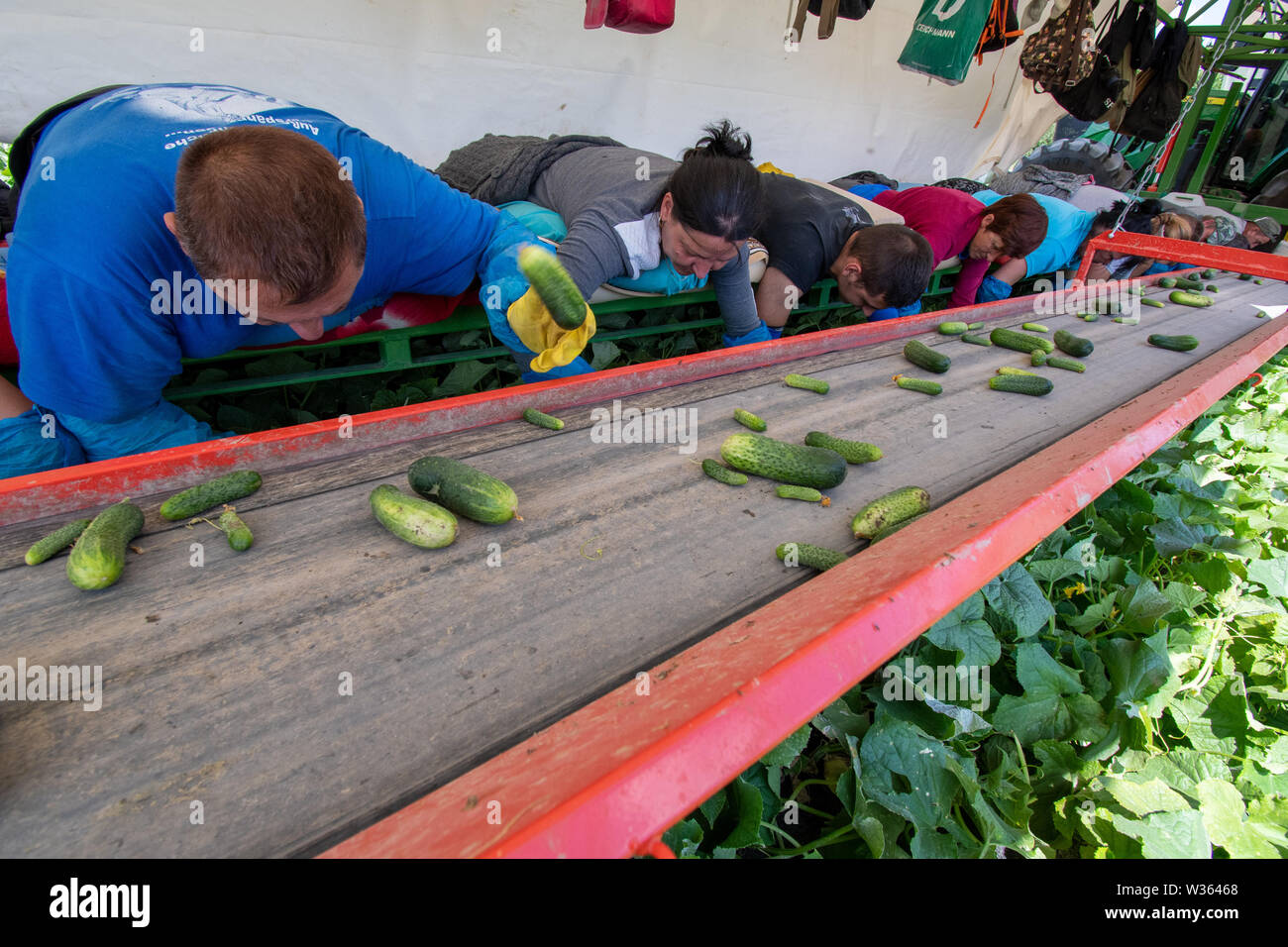 Ettling, Deutschland. 14 Sep, 2017. Erntehelfer liegen auf einem so genannten "Gurke flyer' und Gurken. In Niederbayern, die Gurke Ernte ist derzeit in vollem Gange. Foto: Armin Weigel/dpa/Alamy leben Nachrichten Stockfoto