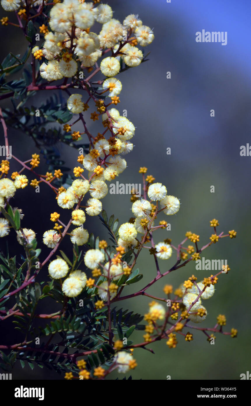 Gelbe Blüten und Knospen der australischen Ureinwohner Sunshine Wattle, Acacia terminalis, Familie Fabaceae, wachsen in der Heide, Royal National Park, Sydney Stockfoto