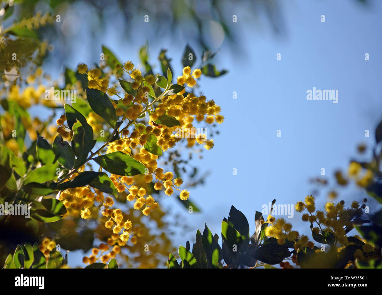 Gelbe Blumen der Queensland Silber Wattle, Akazie podalyriifolia, Familie Fabaceae. Stockfoto