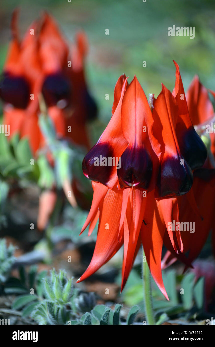 Australian native Sturts Desert Pea Blumen, Swainsona Formosa, Familie Fabaceae. Floral Emblem von South Australia. Stockfoto