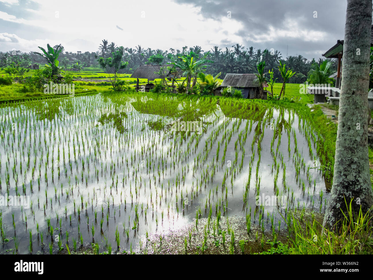 Wolken spiegeln sich in einem üppigen Reisfeld in Ubud, Bali Stockfoto