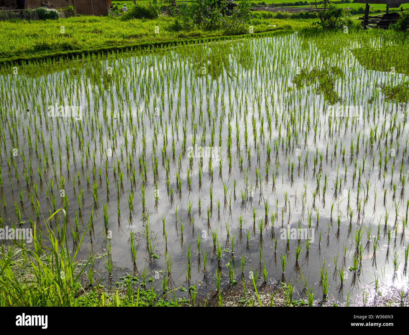 Wolken spiegeln sich in einem üppigen Reisfeld in Ubud, Bali Stockfoto