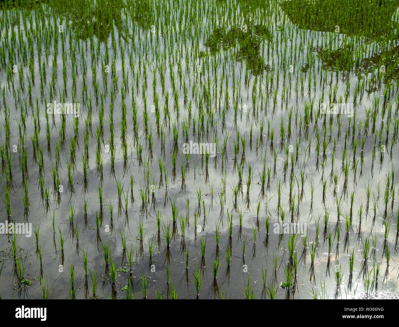 Wolken spiegeln sich in einem üppigen Reisfeld in Ubud, Bali Stockfoto