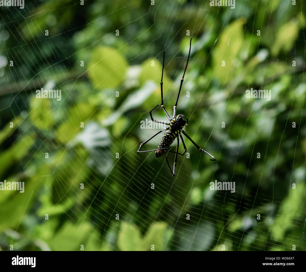 Asiatische Spinne im Netz mit großen Beine in einem üppigen grünen verschwommenen Hintergrund Stockfoto